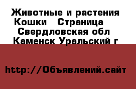 Животные и растения Кошки - Страница 7 . Свердловская обл.,Каменск-Уральский г.